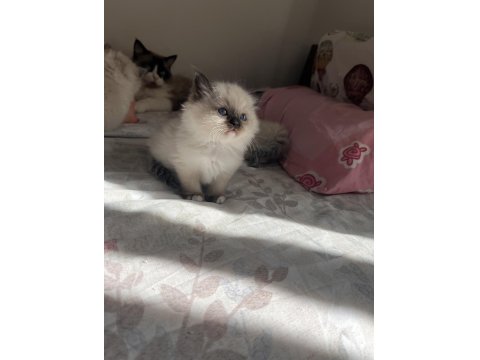 Anne Baba Secereli Ragdoll Yavrular – Blue Mitted, Seal Mitted & Seal Bicolor