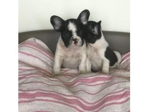 French Bulldog Yavruları