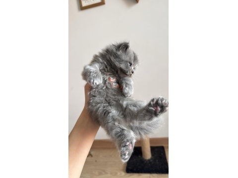 British Longhair Yavru Kedimiz
