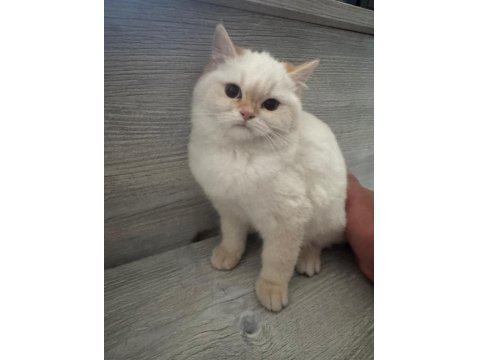 Lynx Point Scottish Straight Dişi 4,5 Aylık
