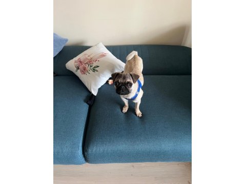 5 Aylık Pug Aşıları Yapıldı Karnesi Çıkartıldı