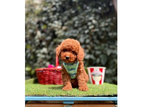 Orjinal Toy Poodle Yavruları