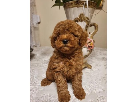 Ev Üretimi Poodle Köpeklerimiz