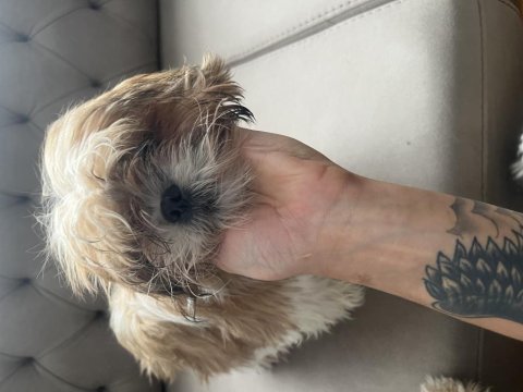 5.5 Aylık Shih-Tzu (Şitsu)