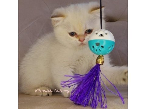 Golden Point British Shorthair Yavru Erkek