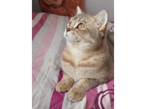 Kedimi Acil Sahiplendirmek Zorundayım