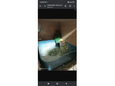 Hobiciden Yavru Alınmış Sevda Papağanı Takımlar