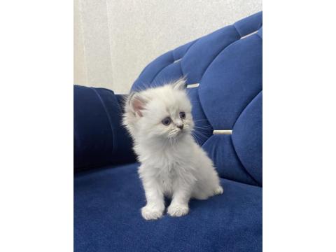 Beyaz British Shorthair Yavrular