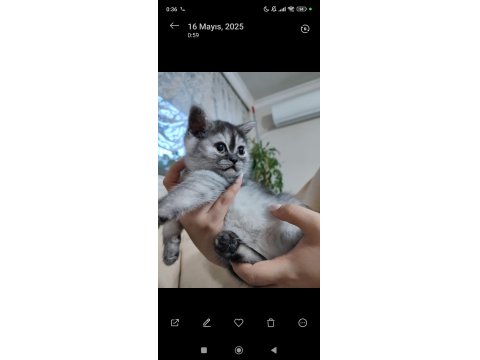 Dişi, Silver Ayı Surat Safkan Yavru Kedimiz