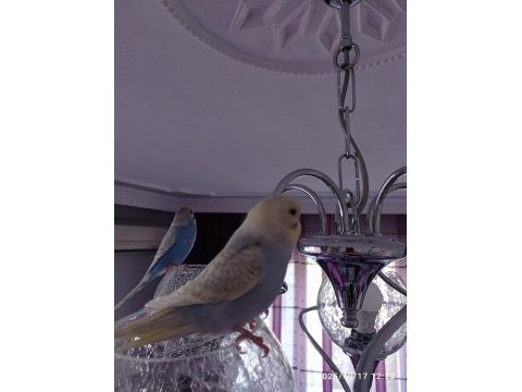 Oyuncu Yavru Muhabbet Kuşlar