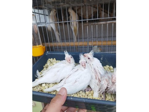 Anne Heavy Baba Albino Sultan Papağanı