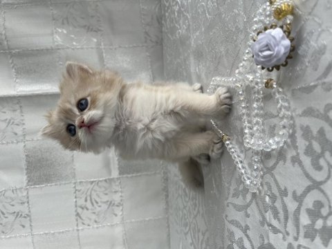 Çok Güzel Ve Oyuncu British Shorthair Ve Longhair Kediler