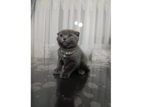 2 Aylık Dişi Scottish Fold