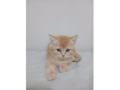 2 Aylık Scottish Straight Teslime Hazır Yavrular