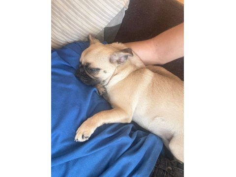 8 Aylık Dişi Çok Enerjik Çok Oyuncu Pug