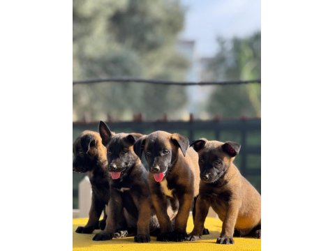 Safkan Belçika Malinois Yavruları