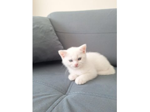 British Yavru Kediler