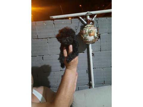 Siyah Toy Poodle Teacup