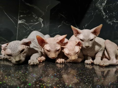 Safkan Sfenks (Yetişkin)