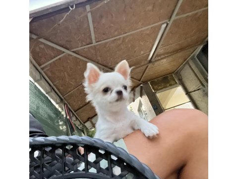 4 Aylık Safkan Erkek Şivava