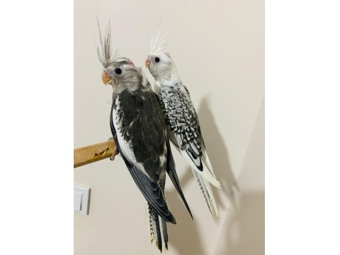 40 Günlük Sultan Papağanı Yavruları