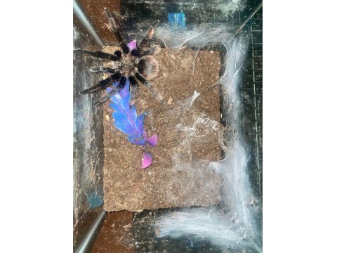 Erkek L11 Damızlık Albopulisum Tarantula Yeni Sahibini Bekliyor