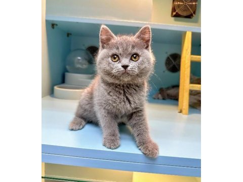 Sevimli British Shorthair Yavruları