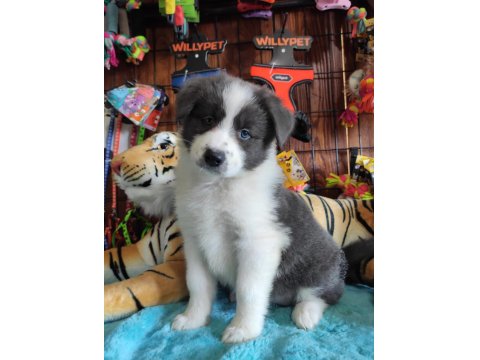 Enerjisiyle Hayatınıza Neşe Katacak Border Collie!