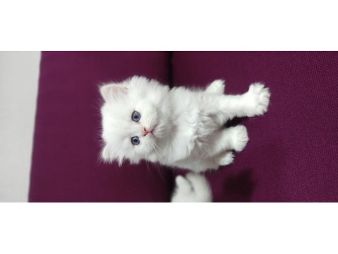 Yeni Aile Bekleyen Kediler