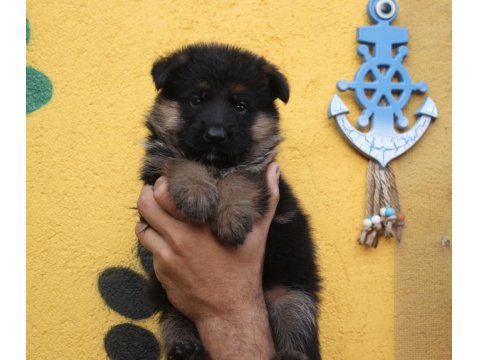 3 Aylık Şecereli Aşıları Tam Alman Kurdu Yavrular