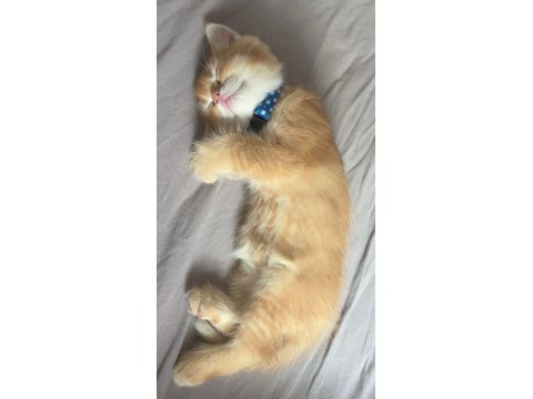 Turuncu British Longhair Erkek Yavru