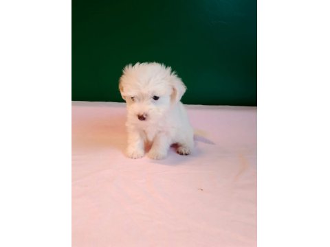 Sıfır Numara Maltese Yavrularımız