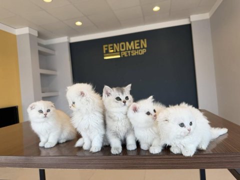 En Güzel Brıtısh Shorthair Yavruları Renk Renk Ankara