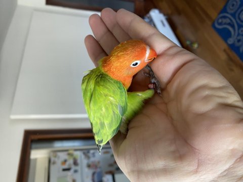 El Besleme Evcil Bebek Papağanlar