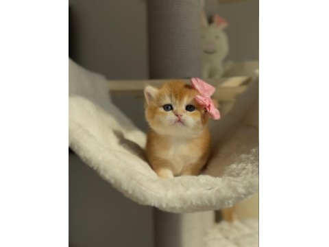 Kedimiz İçin Açıklamayı Tamamen Okumadan Aramayın Lütfen