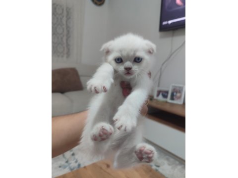 Yavru Kedilerimiz Yeni Yuvaları İçin Hazır