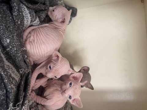 Sfenks Yavrularımız İçin Yuva Arıyoruz