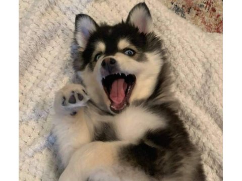 Husky Yavrularım Sağlık Ve Irk Garantili