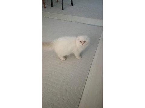 Scottish Fold Longhair Orjinal Safkan