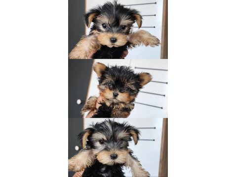 Yorkshire Terrier Yavrular 2.5 Aylık