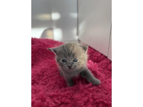 1 Buçuk Aylık Scottish Ve British Yavrular