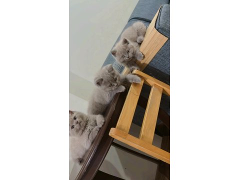 Ayı Surat British Shorthair Yavrularımız