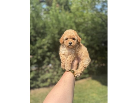 Bebek Suratlı Toy Poodle Bebekler