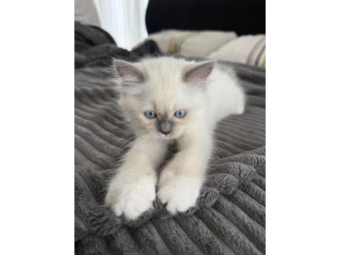 Safkan Yavru Ragdoll