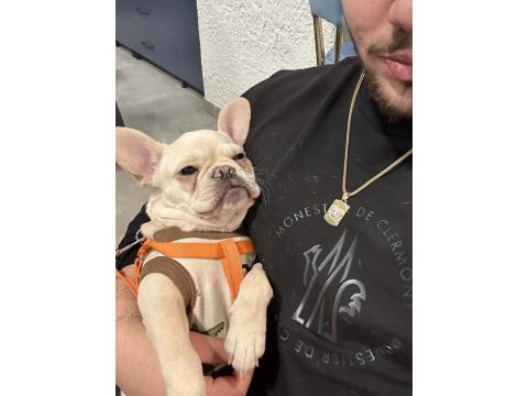 7 Aylık Dişi French Bulldog
