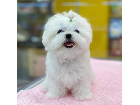 %100 Orjinal Maltese Yavruları