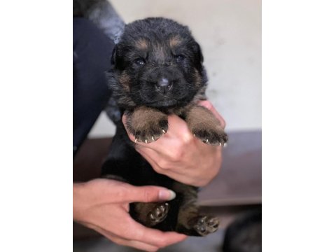 A Kalite Showline Şecereli Alman Kurdu Yavrular