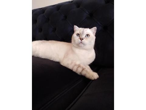 Scottish Fold Kedimiz