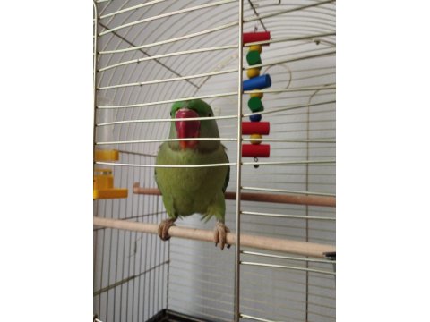 Erkek İskender Papağanı El Kuşudur