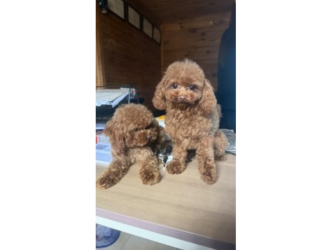 Özel T-Cup Dişi Poodle - Teddy Face 1,5 Kg
